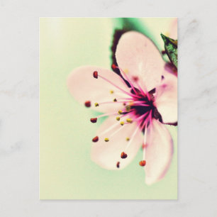 Cherry Blossom Briefkaart