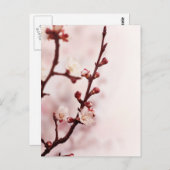 Cherry Blossom Briefkaart (Voorkant / Achterkant)