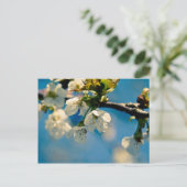 Cherry Blossom · Briefkaart (Staand voorkant)