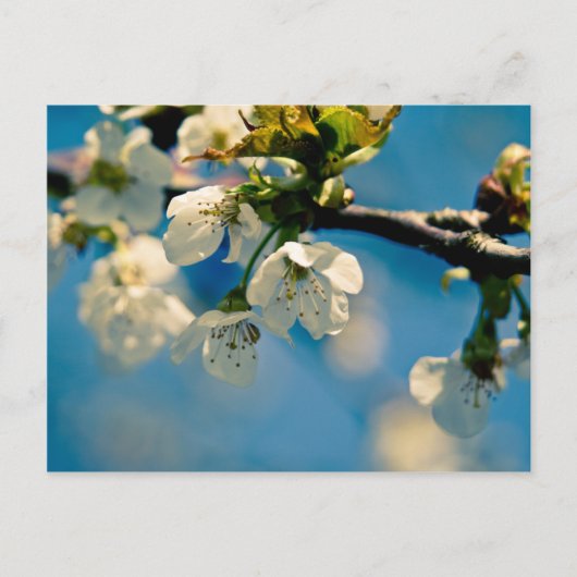 Cherry Blossom · Briefkaart (Voorkant)