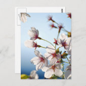 Cherry Blossom Briefkaart (Voorkant / Achterkant)