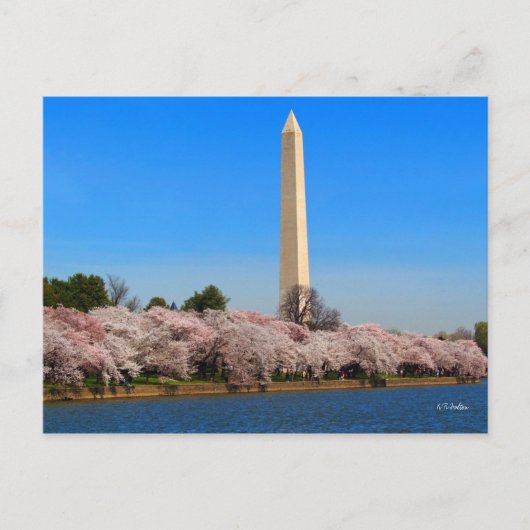 Cherry Blossom Briefkaart (Voorkant)