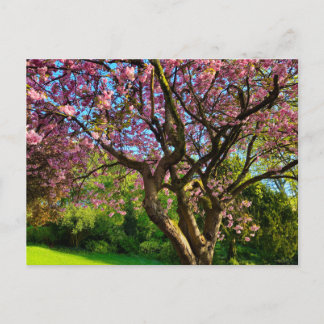 Cherry blossom  briefkaart