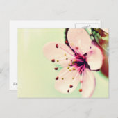 Cherry Blossom Briefkaart (Voorkant / Achterkant)