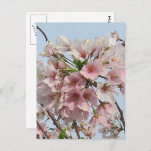 Cherry Blossom Briefkaart (Voorkant / Achterkant)