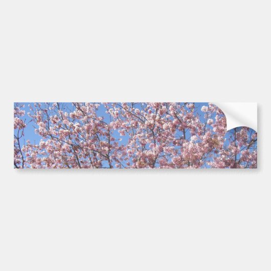 Cherry Blossom Bumpersticker (Voorkant)