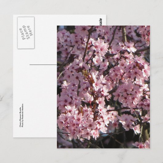 Cherry Blossom Bundle Briefkaart (Voorkant / Achterkant)