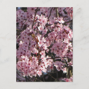 Cherry Blossom Bundle Briefkaart