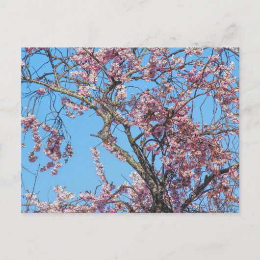 Cherry Blossom. Cardiff, Wales Briefkaart (Voorkant)