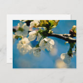 Cherry Blossom ・ Carte postale (Devant / Derrière)
