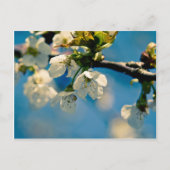 Cherry Blossom ・ Carte postale (Devant)