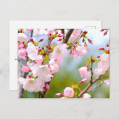 Cherry Blossom close Briefkaart (Voorkant / Achterkant)