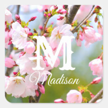 Cherry Blossom close up