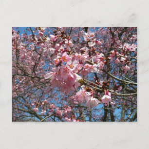 Cherry Blossom en Bee Pink Spring Flowers Briefkaart