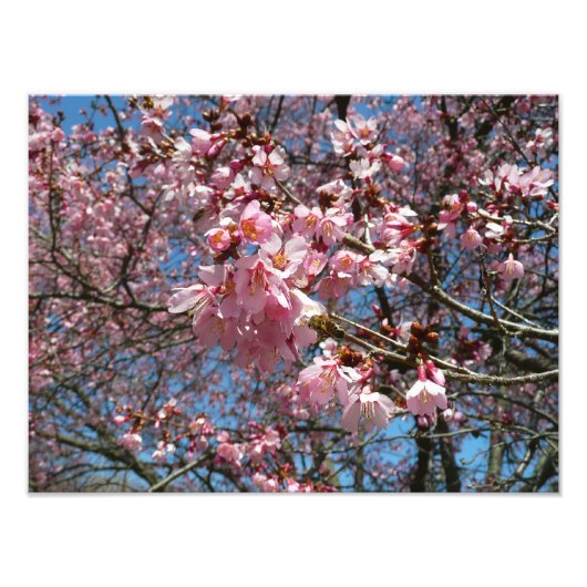 Cherry Blossom en Bee Pink Spring Flowers Foto Afdruk (Voorkant)
