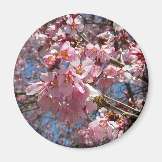 Cherry Blossom en Bee Pink Spring Flowers Magneet (Voorkant)
