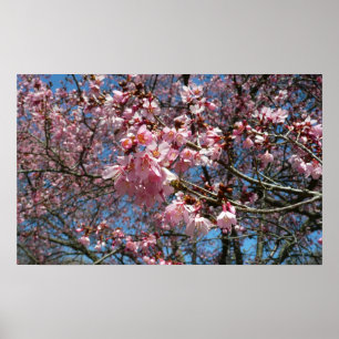 Cherry Blossom en Bee Pink Spring Flowers Poster