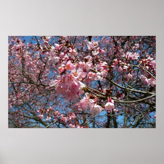 Cherry Blossom en Bee Pink Spring Flowers Poster (Voorkant)