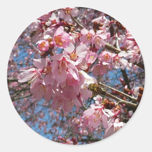 Cherry Blossom en Bee Pink Spring Flowers Ronde Sticker (Voorkant)