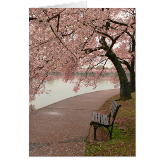 Cherry Blossom en Bench