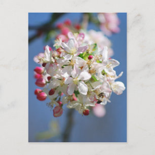 Cherry blossom en betekenis briefkaart