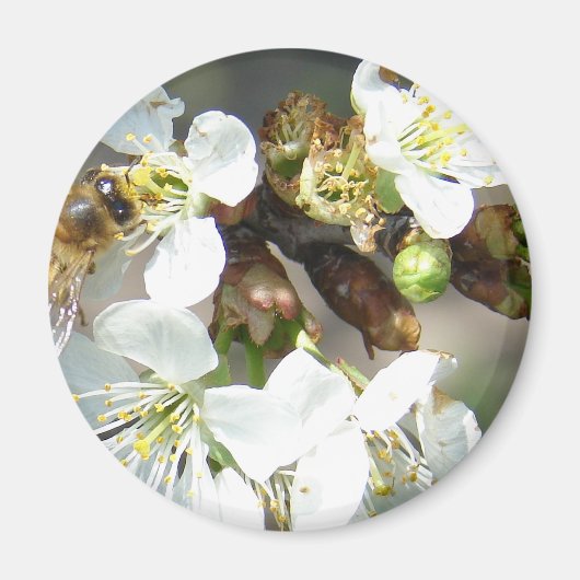 Cherry Blossom en bijen Magneet (Voorkant)