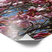 Cherry Blossom en Blue Sky Spring Floral Foto Afdruk (Hoek)