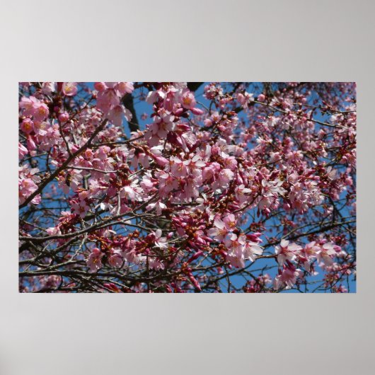 Cherry Blossom en Blue Sky Spring Floral Poster (Voorkant)