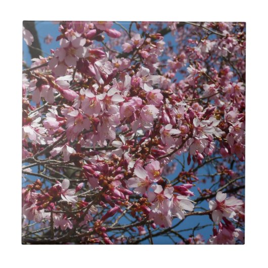 Cherry Blossom en Blue Sky Spring Floral Tegeltje (Voorkant)
