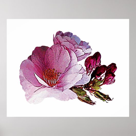 Cherry Blossom en Bud Poster (Voorkant)