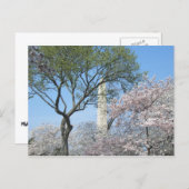 Cherry Blossom en het Washington Monument in DC Briefkaart (Voorkant / Achterkant)