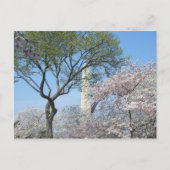 Cherry Blossom en het Washington Monument in DC Briefkaart (Voorkant)
