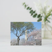 Cherry Blossom en het Washington Monument in DC Briefkaart (Staand voorkant)