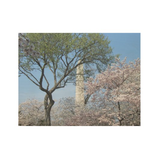 Cherry Blossom en het Washington Monument in DC Houten Poster (Voorkant)