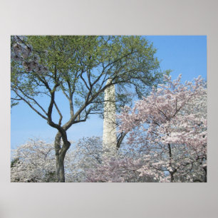 Cherry Blossom en het Washington Monument in DC Poster