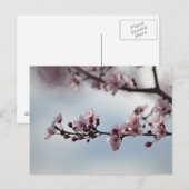 Cherry Blossom en Sky Briefkaart (Voorkant / Achterkant)