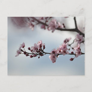 Cherry Blossom en Sky Briefkaart