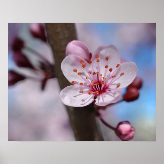 Cherry Blossom Flower Poster (Voorkant)