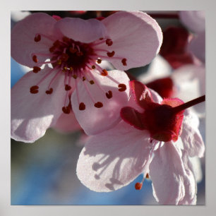 Cherry Blossom Flowers macrofotografie Poster