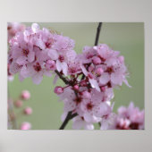 Cherry Blossom Flowers Poster (Voorkant)