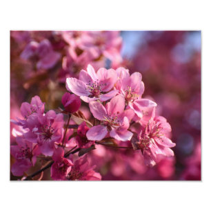 Cherry Blossom Foto Afdruk