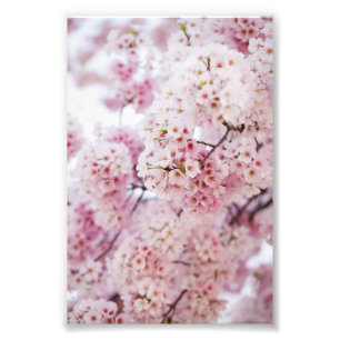 Cherry Blossom Foto Afdruk