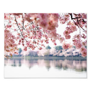 Cherry Blossom Foto Afdruk