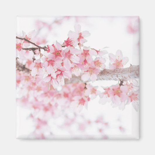 CHERRY BLOSSOM FRIDGE MAGNET (Devant)
