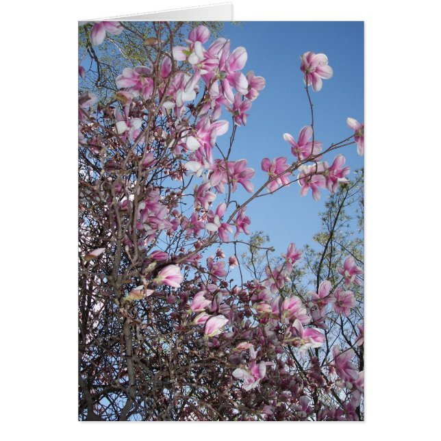 Cherry Blossom Greeting (Voorkant)