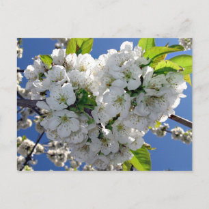 Cherry blossom hart briefkaart