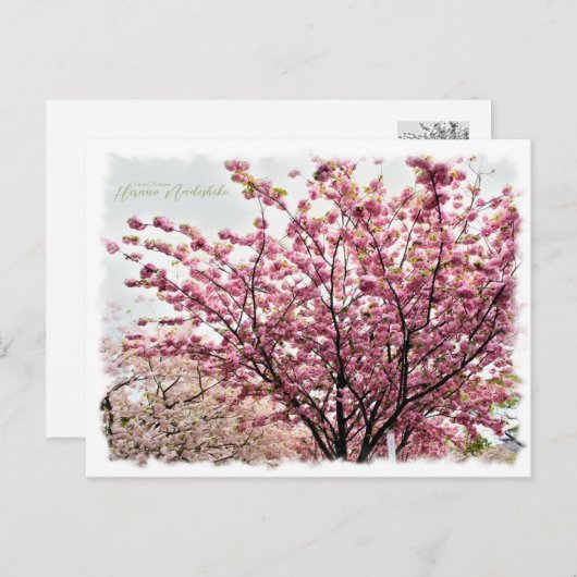 Cherry Blossom "Hirano-nadeshiko" ポストカード Briefkaart (Voorkant / Achterkant)