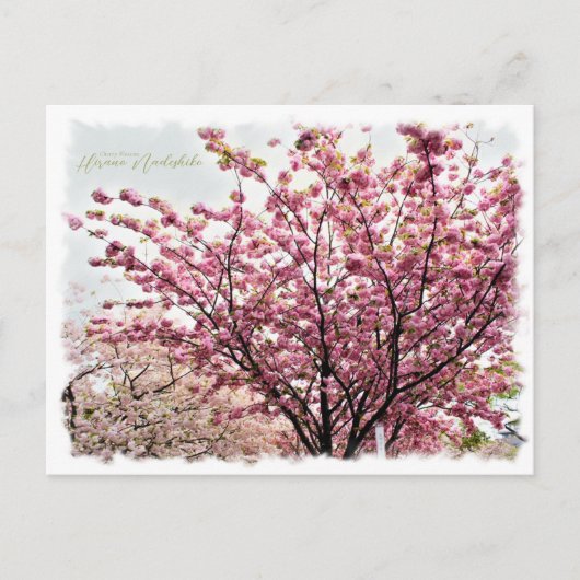 Cherry Blossom "Hirano-nadeshiko" ポストカード Briefkaart (Voorkant)