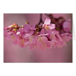 Cherry Blossom Hot Spring 2012 Apparel & Gifts