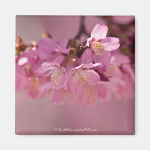 Cherry Blossom Hot Spring 2012 Apparel & Gifts Magneet